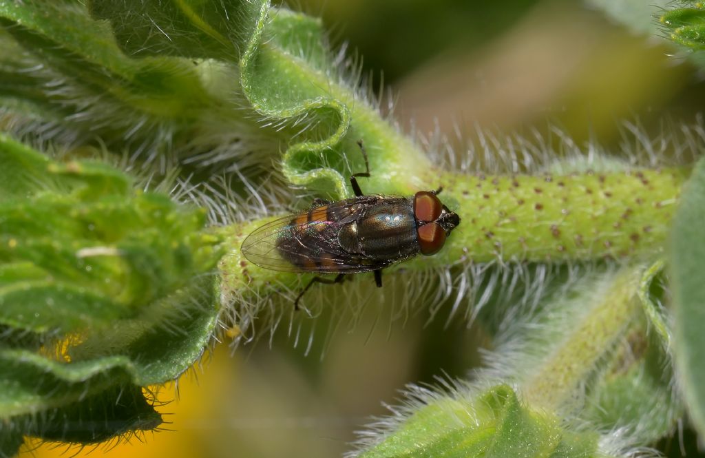 Calliphoridae:   Stomorhina lunata maschio